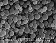 Nickel Cobalt Oxide Nanopowder