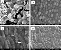 Miracle Titanium MVX  Antimicrobial surface coating