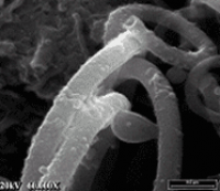 Enzyme coated Carbon Nanotube Sensor