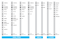 Line Immuno Assays (LIA) for the Detection of Auto- antibodies