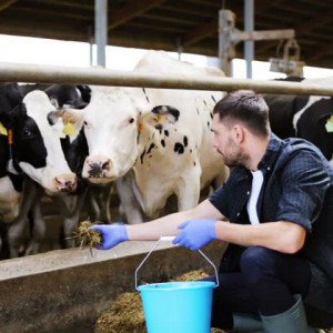Livestock disinfectant