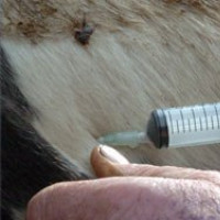 Livestock Vaccine