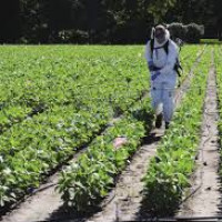 Herbicide