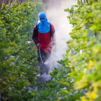 Pesticide