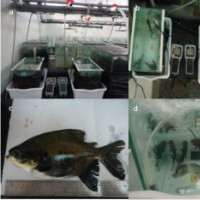 Oxygen Concentration Controller