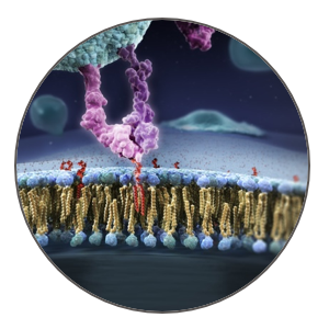 Medical Device Coating